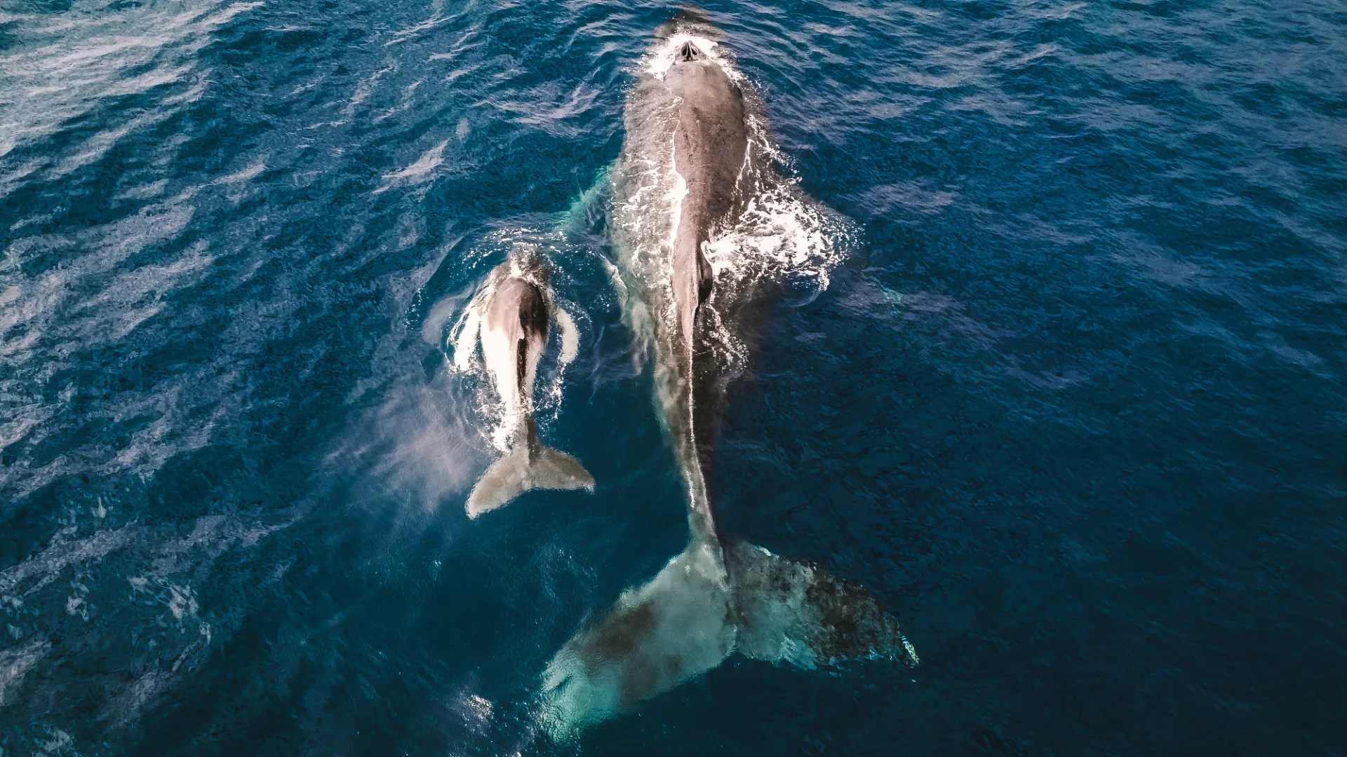 Whale Watching Samaná — Best Season & Tips 2025